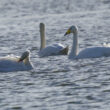 Cygne chanteur et Cygnes tuberculés